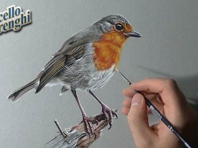 How to draw a Robin bird