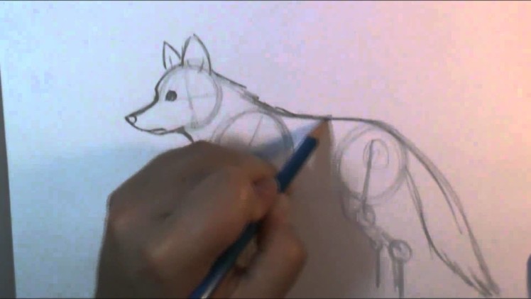 How to draw a wolf body