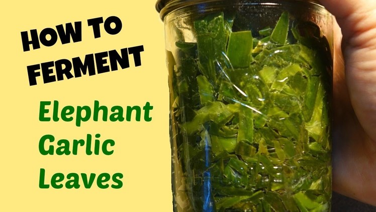 Ferment Elephant Garlic Leaves: How to Make and Use