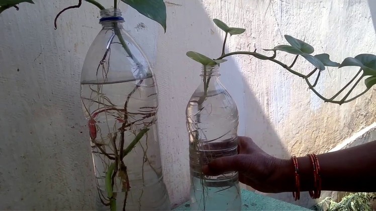 How to grow MONEY PLANT in bottles.How to change its pot with care in (Hindi and Urdu)