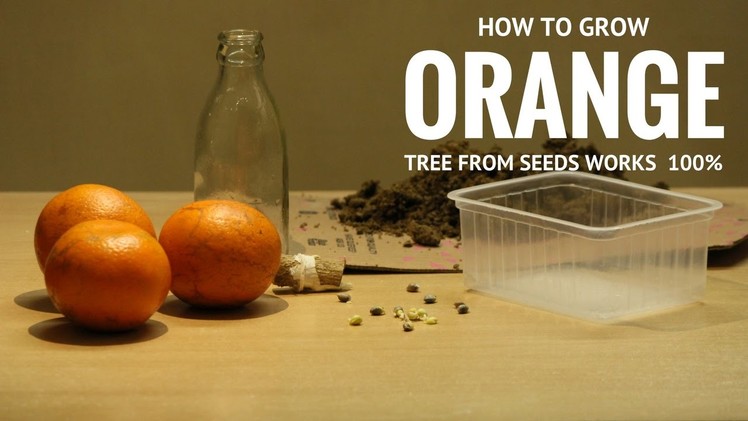 How to Grow Orange Tree from Seeds, Bottle Germination Method, Work Always! 100% Success!!