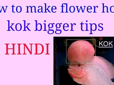 How to make bigger flower horn kok, tips in hindi