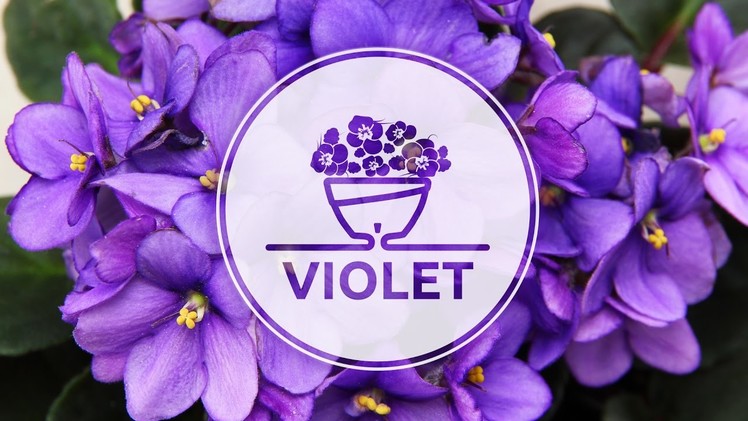 How To Plant African Violet in an innovative Self-Watering pot Calipso by Santino