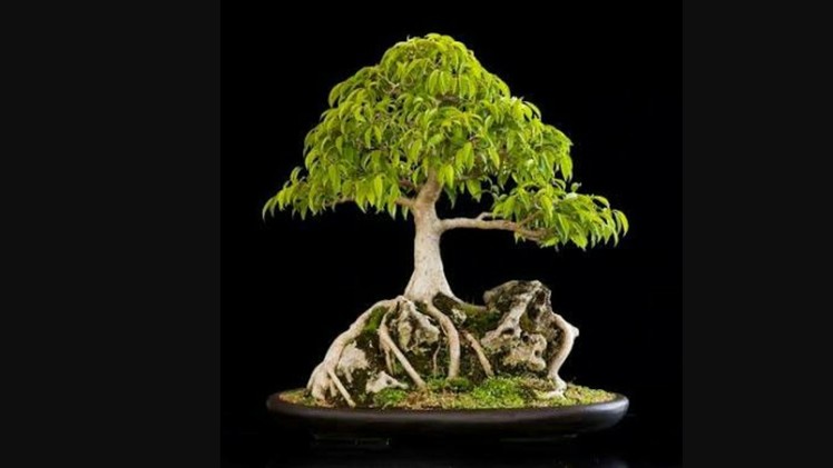How to Re-pot Root over Rock Ficus Bonsai: Pakistan Bonsai Society
