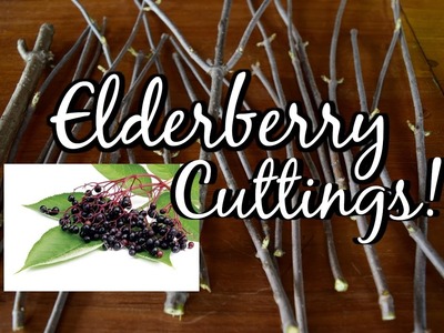How to take Elderberry CUTTINGS! Grow Your Own!!