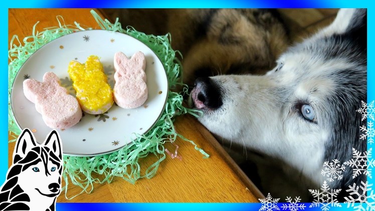 DIY PEEPS FOR DOGS | Marshmallow Easter Dog Treats | DIY Dog Treats | Snow Dogs Snacks 70