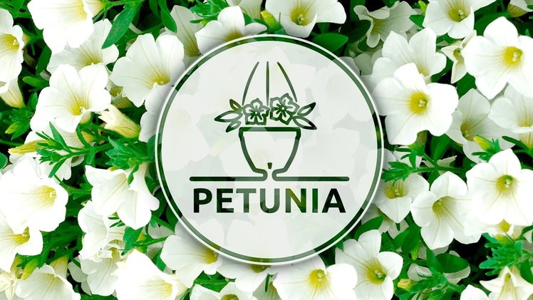 How To Plant Petunia in an innovative Self Watering Hanging Basket VISTA by Santino