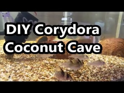 DIY Corydora Coconut Cave