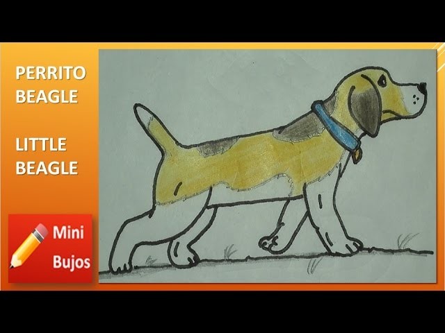 HOW TO DRAW A BEAGLE DOG?. COMO DIBUJAR UN PERRITO BEAGLE