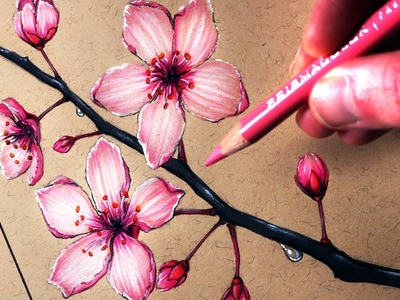 How to Draw Cherry Blossoms