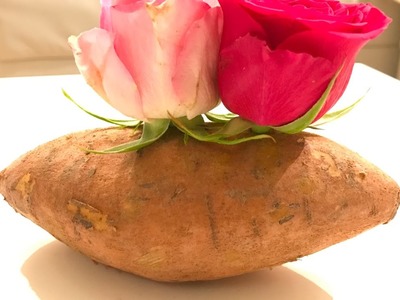 How To Grow Roses Cuttings In Potatoes, Cum cresti Trandafiri din crengute in cartofi