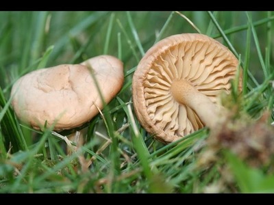 How to Make a Salad in the Form of Fungi- HogarTv By Juan Gonzalo Angel