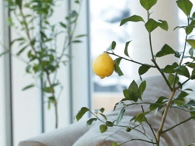 How To Regrow Fruit From Your Kitchen