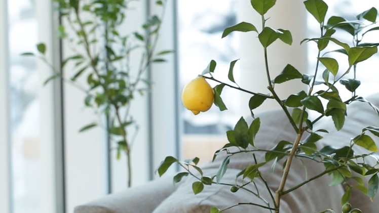 How To Regrow Fruit From Your Kitchen