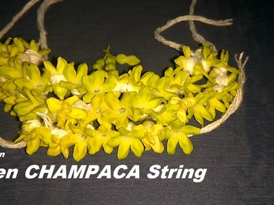 How to tying green CHAMPACA.kodi sampangi