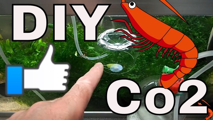 How To Make a DIY Co2 Bottle And Bell For Your  Shrimp Aquarium. Marks Shrimp Tanks