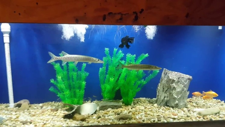 Alligator gar, Muskie, and Tiger Muskie in 500 Gal DIY plywood aquarium (part 1)