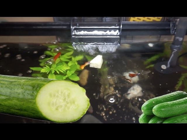 DIY CUCUMBER FISH FOOD. BENEFITS !?