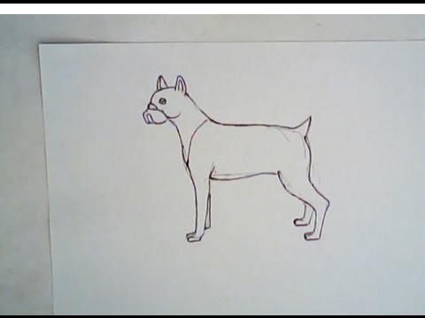 How to draw a boxer dog (simple drawing,  anyone can draw this)
