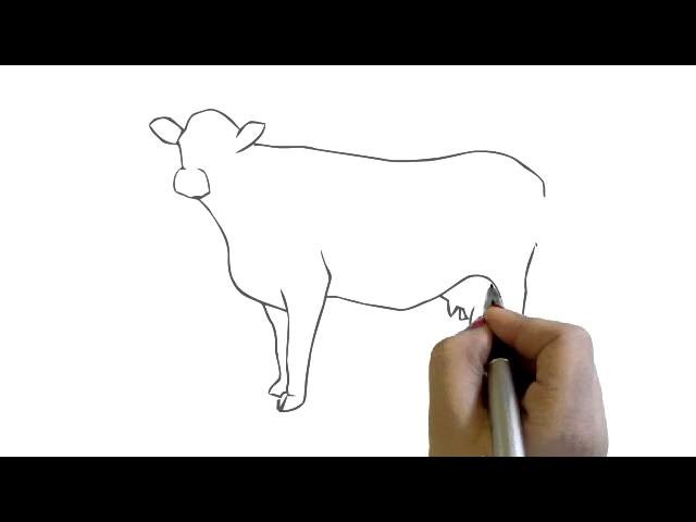How to Draw a Cow Simple easy Drawing cartoon