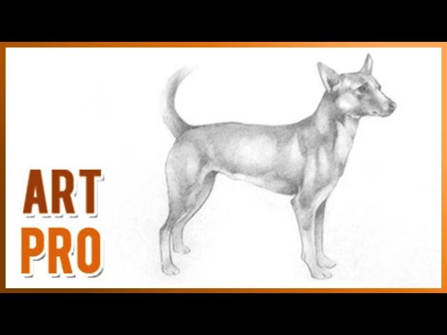 How to draw a realistic dog step by step
