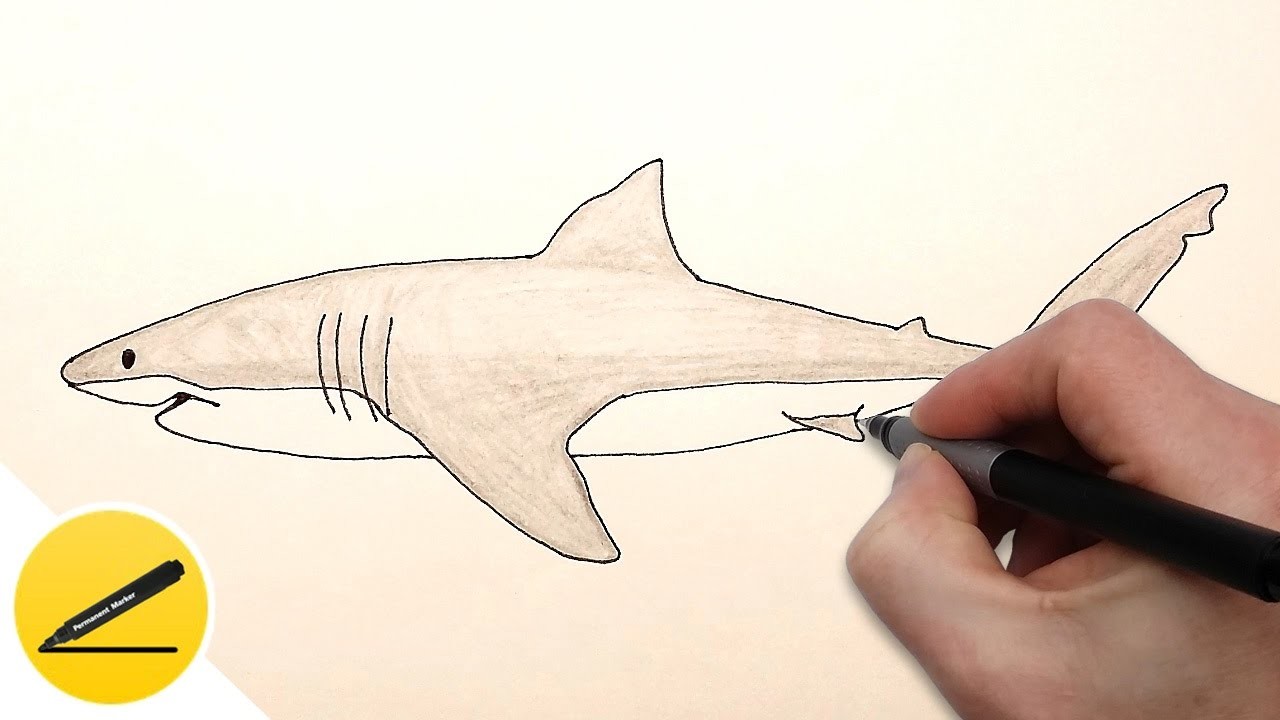 How to Draw a Shark Step by Step easy for beginners remora fish diagram 