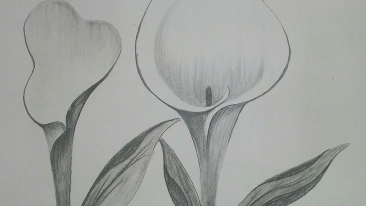 How to draw Calla lily