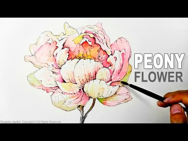 How to Draw & Paint a Peony Flower with Ink and Watercolor - Level 5