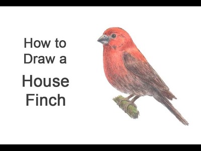 How to Draw a House Finch