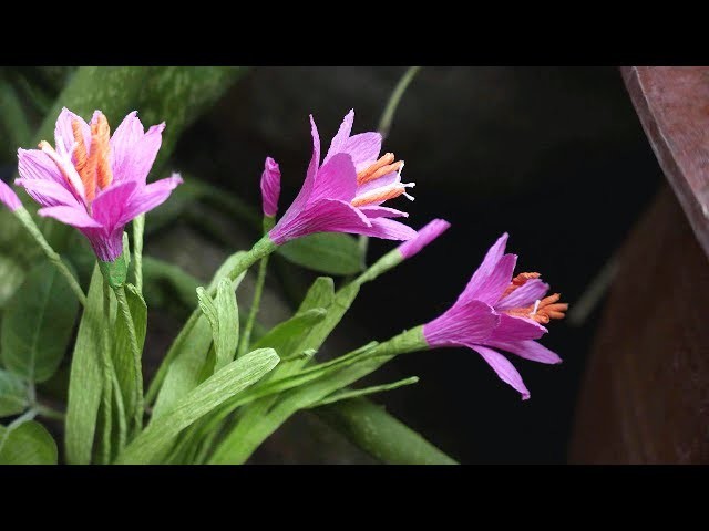 DIY -  How to make Rain lily flower by crepe paper  Làm hoa huệ mưa bằng giấy nhún