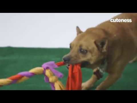 How To Make A Dog Toy Out Of Old T-Shirts