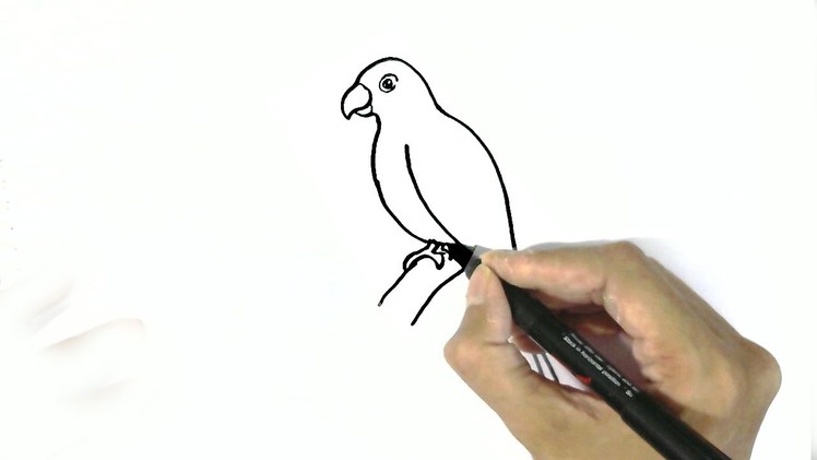 How to draw a parrot- in easy steps for children. beginners
