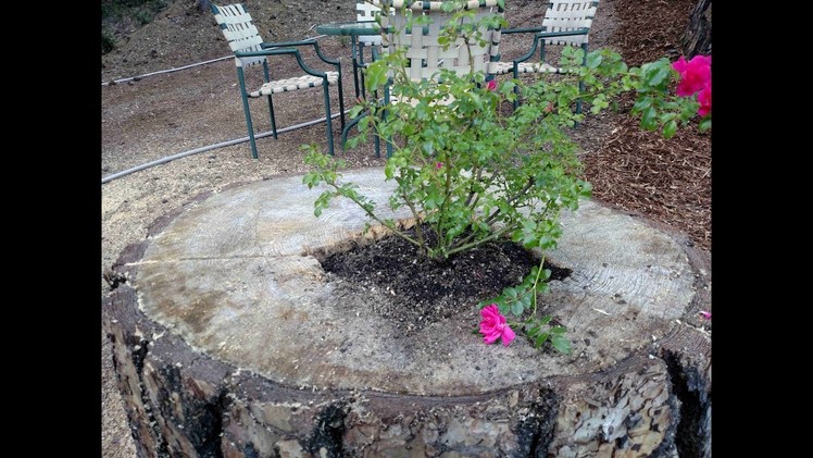 How to Make a Tree Stump into a Planter Box