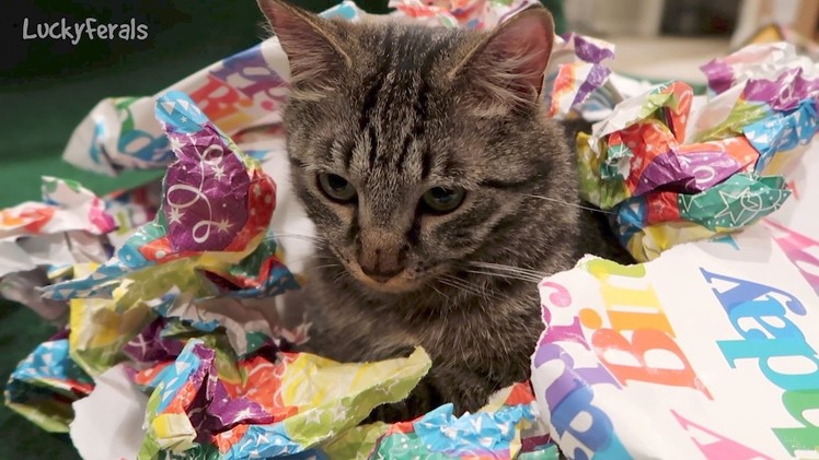 Cat Sitting In Wrapping Paper