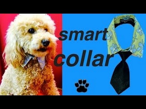 How to make DOG COLLAR UPCYCLE SHIRT FORMAL NECKTIE DIY Dog Food.Craft by Cooking For Dogs