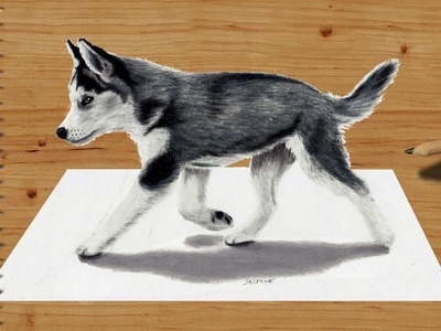 3D Pencil Drawing: Siberian Husky Puppy  - Speed Draw | Jasmina Susak