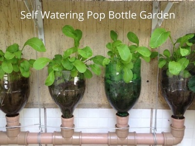 Bottle Garden The Incredible Self Watering Pop Grow System!