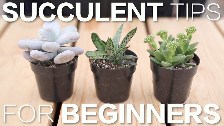 Succulent Tips for Beginners. Garden Answer