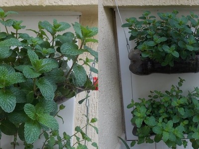 How to Grow Mint-Bottle Garden