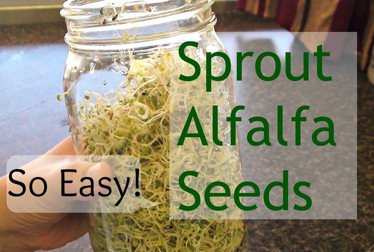 How To Grow Sprouts (How To Grow Alfalfa Sprouts)