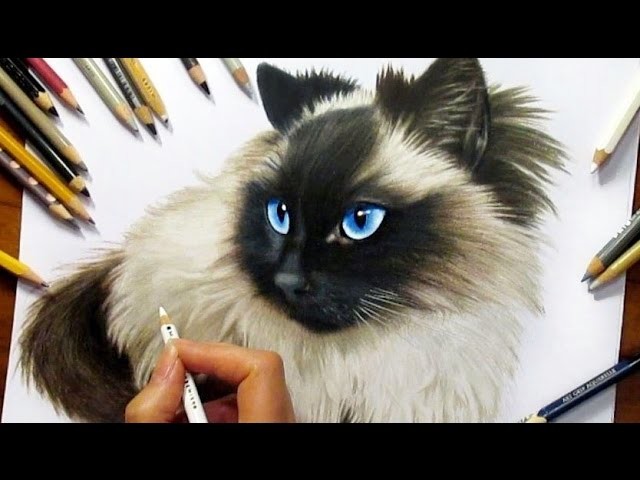 Drawing Subscribers' Pets #2 ❤ Zida, Ragdoll Cat from Holland - Speed Draw | Jasmina Susak