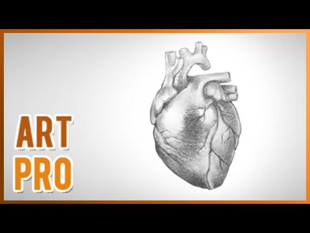 How to draw a realistic heart step by step