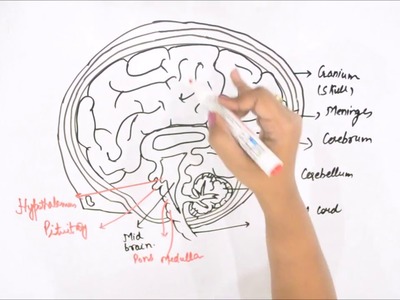 How to Draw Human Brain