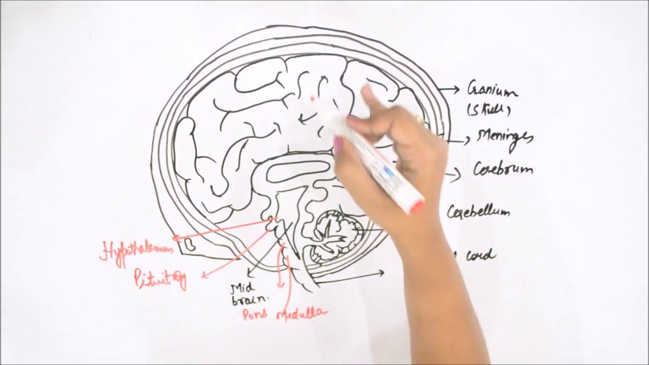 How to Draw Human Brain