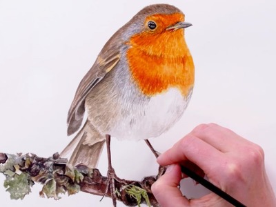 How to paint a detailed feathers on this orange chested Robin