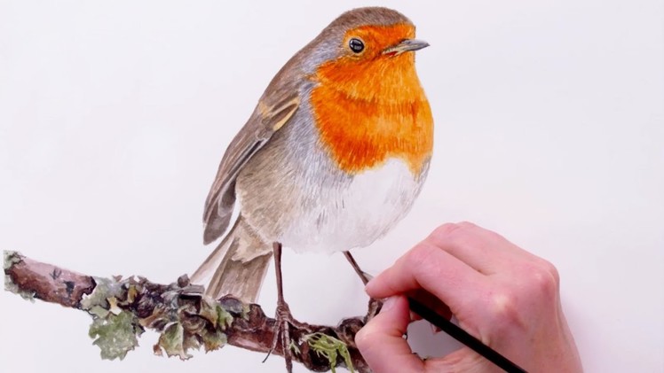 How to paint a detailed feathers on this orange chested Robin