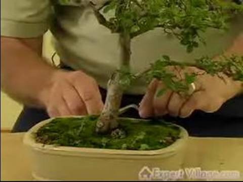 How to Grow Bonsai Trees : How to Care for your Bonsai Tree : Bonsai Maintenance