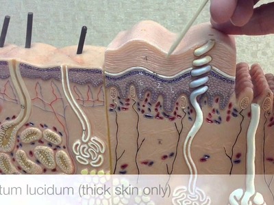 Anatomy of the Integumentary System