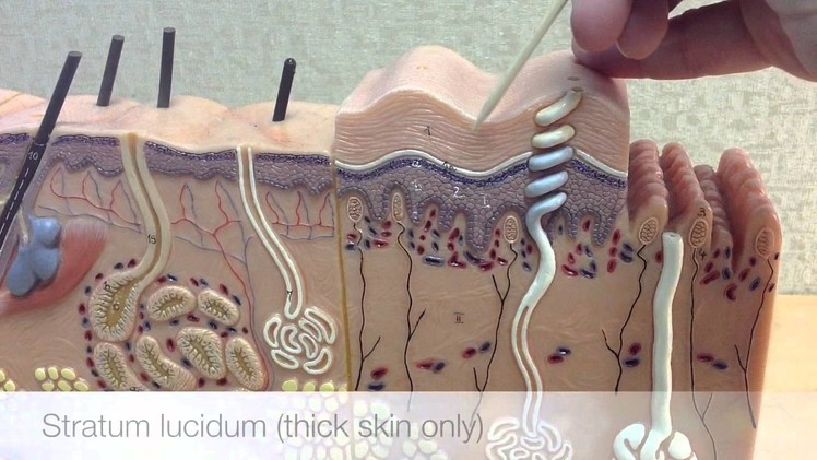 Anatomy of the Integumentary System