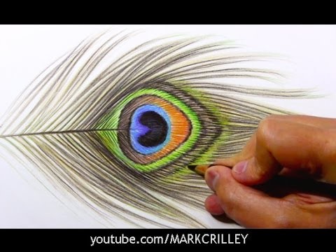 Drawing Time Lapse: Peacock Feather